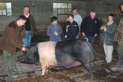 Freddy the boar gets a new look at life