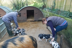 Oxford Sandy x Old Spot weaners meet the guests