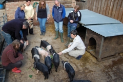 Choosing Piglets