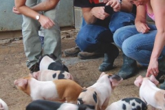 Looking at piglets