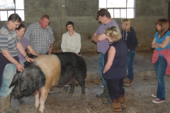 Breeding boars can get very large !