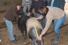 Measuring the weight of your pig