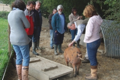 Meeting the woodland pigs