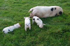Fiona &amp; piglets