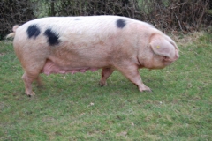 A rather large old spot sow