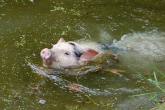 Swimming Piglet