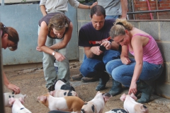 Looking at piglets