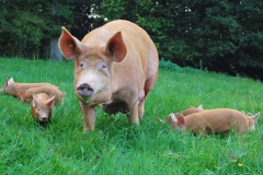 Tallulah takes her litter for a walk