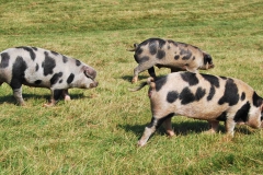 New breeding trio of Oxford Sandy’s