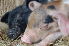 Sleeping piglets