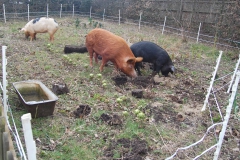 Rotovating the veg patch