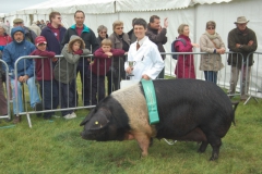 Reserve Best in Show at Heathfield