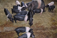 14 piglets