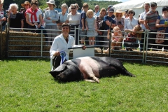 Hazel has a lie down after winning Reserve Champion