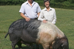 Saddleback Boar