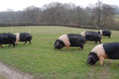 Strolling Saddlebacks