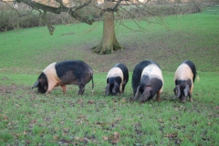 Grazing