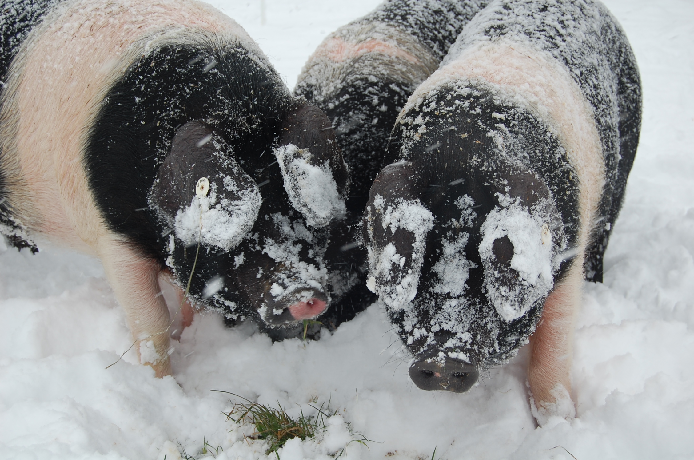 snow