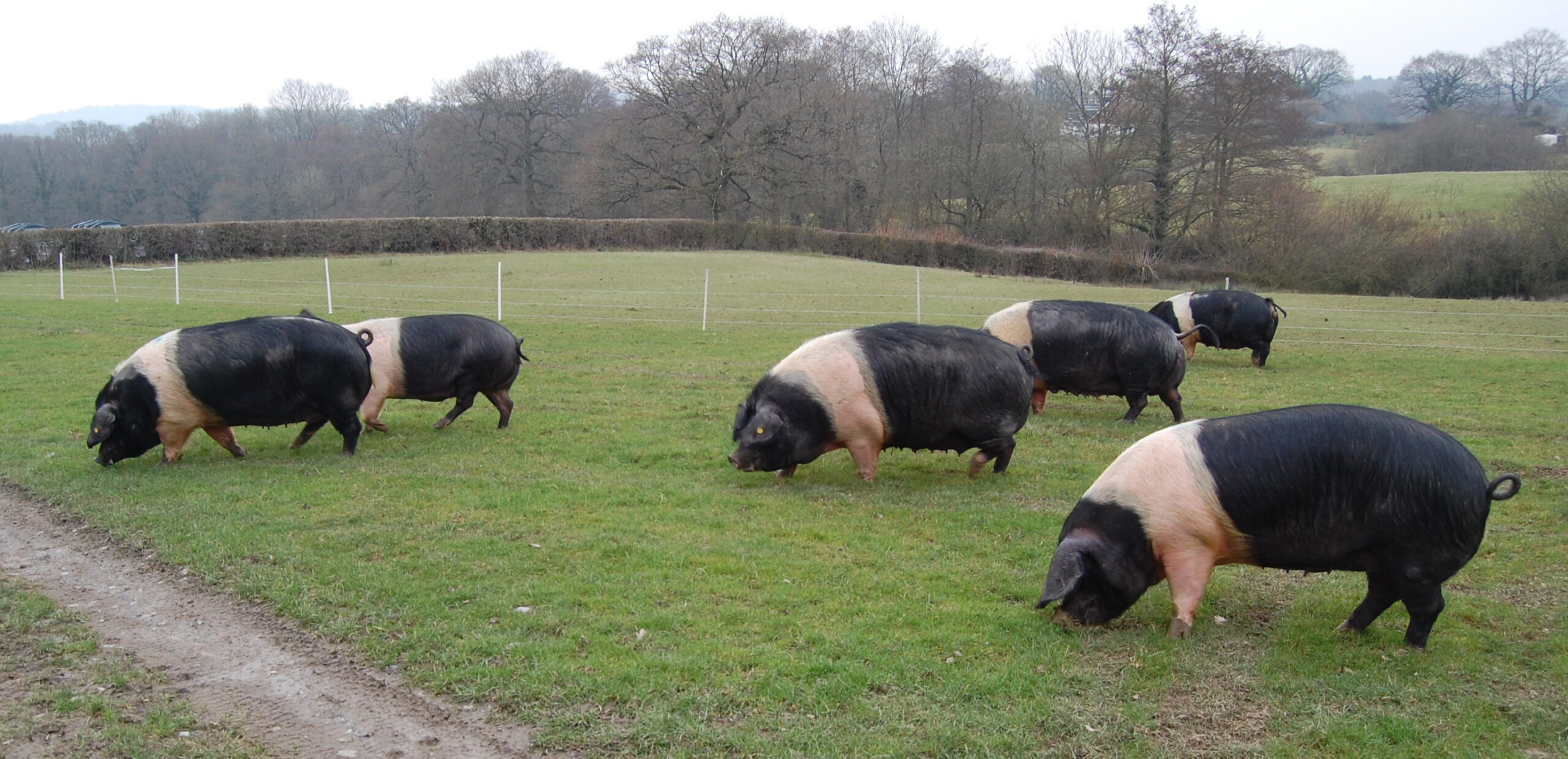 saddlebacks