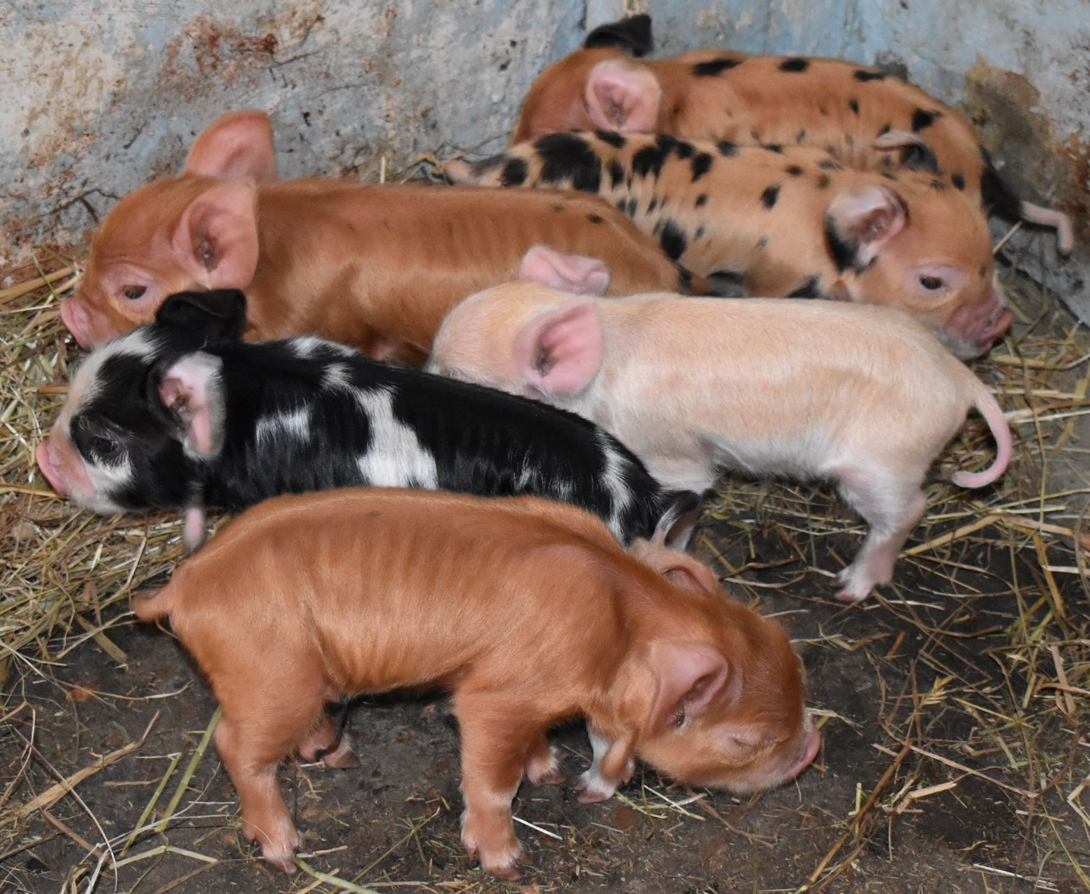 for-sale-oaklands-pigs