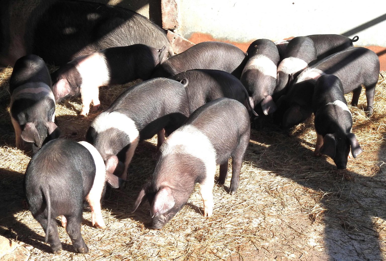 For sale - Oaklands Pigs